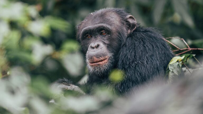 chimp trek rwanda