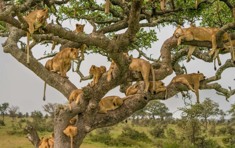 lions serengeti