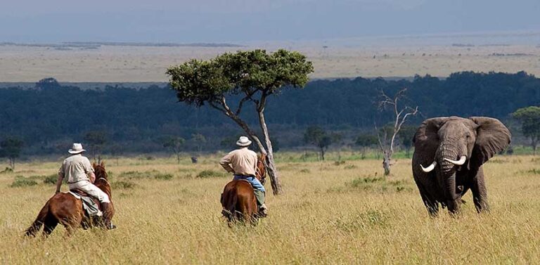 masai horse