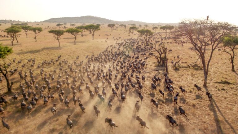 masai mara