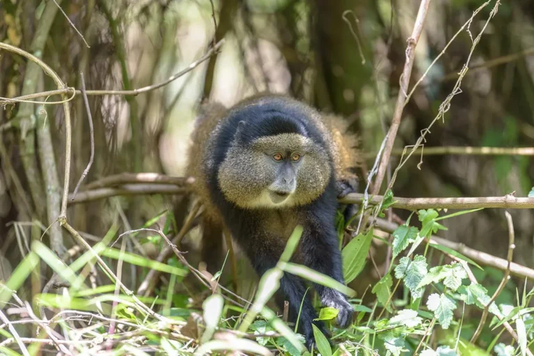 mgahinga-golden-monkey-tracking