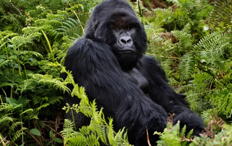 rwanda gorillas