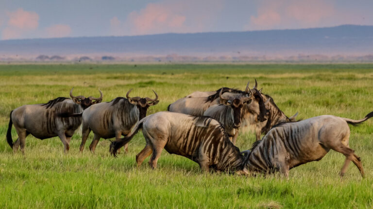 samburu