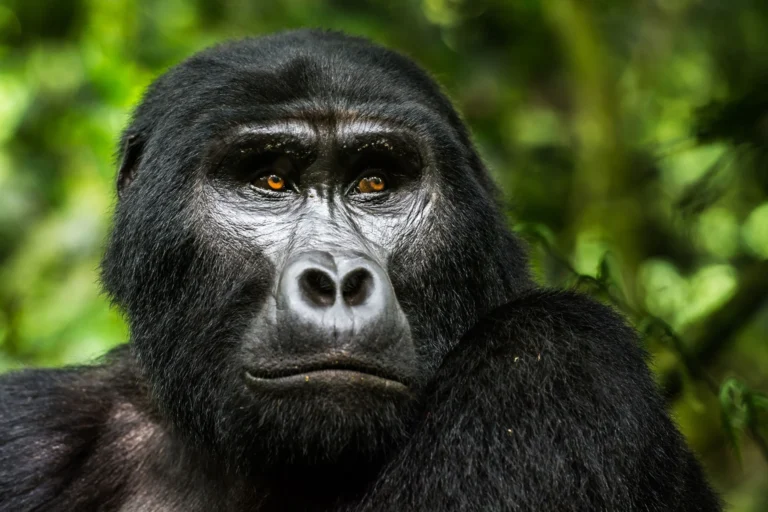 uganda gorilla