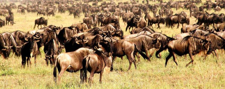 wildebeest