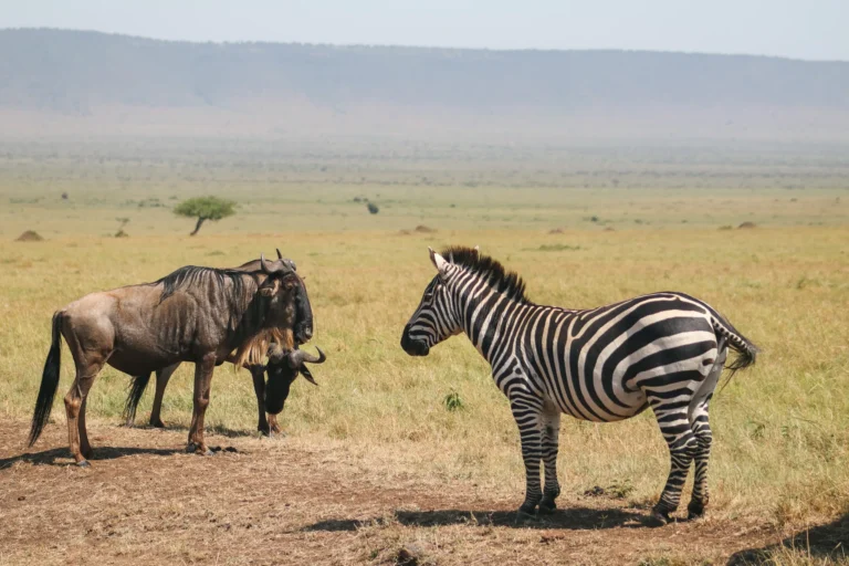 wildebeest-and-zebra-in-masai-mara