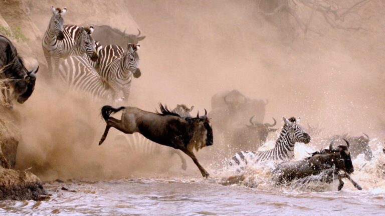 wilderbeest crossing