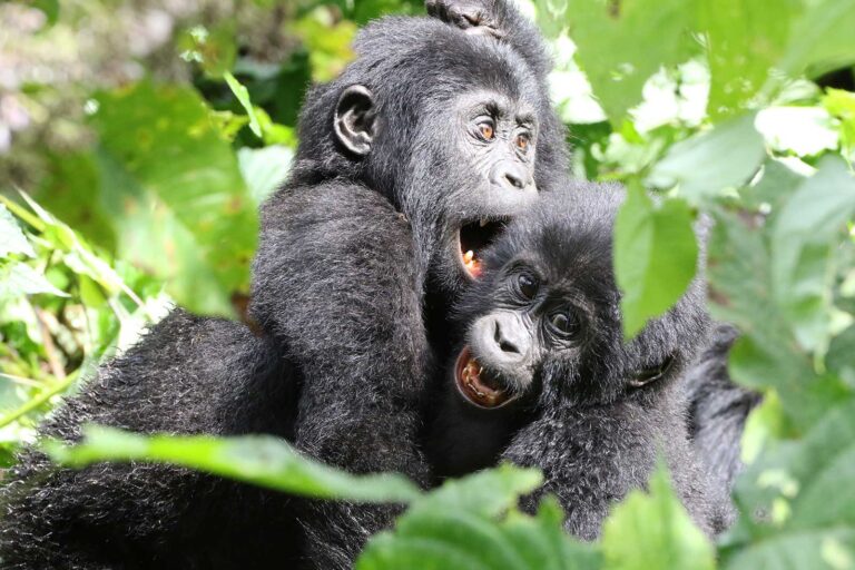 10-days-Uganda-honeymoon-safari