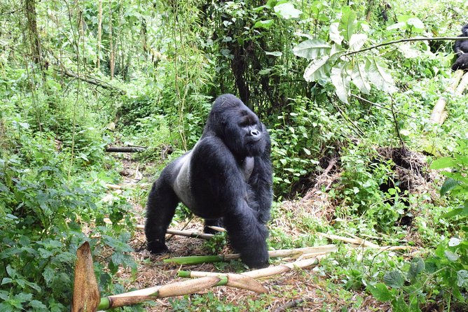 gorilla-in-DRC