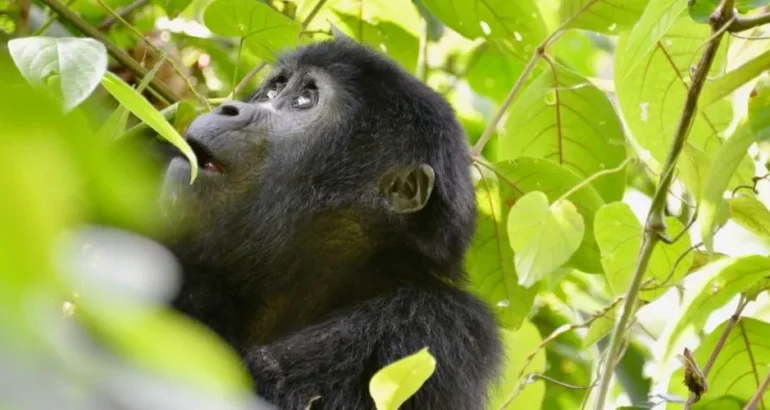 Gorilla Trekking in Uganda