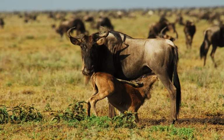 Calving-Season-in-the-Serengeti