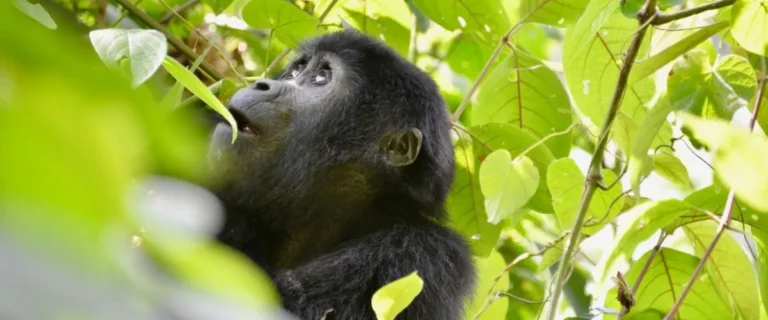 gorilla-trekking-uganda-1200x500