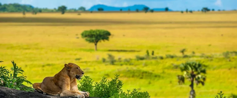 kidepo-valley-lion-2000x833